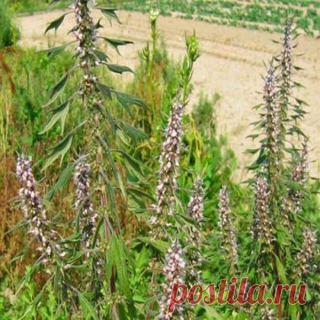 Нервы лечим травами | Друг пенсионера
Нервы расшатались, говорим мы частенько и тянемся к аптечке с лекарствами, а она пуста. Но успокоиться нужно! Что нам поможет в такой ситуации?