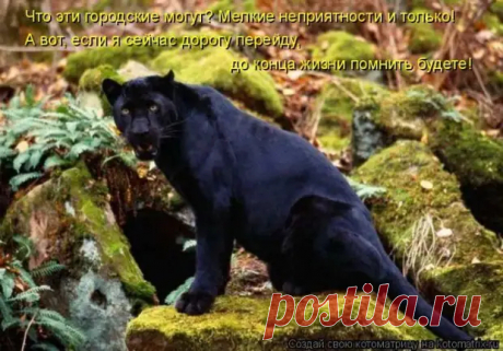 Мысли вслух :) - ЭпиЦентр позитива - медиаплатформа МирТесен