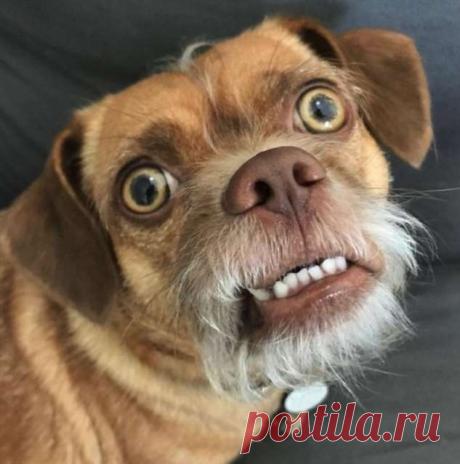 Актер Алексей Панин готовится к переезду  в США? . Тут забавно !!!