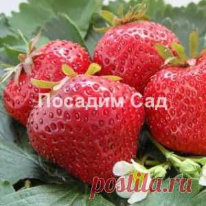 Земляника садовая Максим