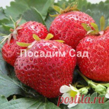 Земляника садовая Максим