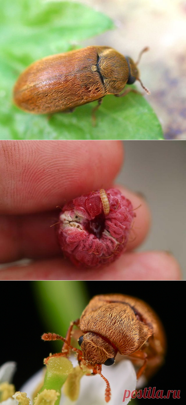 Малинный жук и методы борьбы с ним