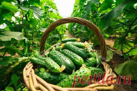 Чем обработать огурцы от болезней и вредителей? 2 средства. После такой обработки увеличился урожай огурцов, продолжительность их плодоношения, и они не болели ни мучнистой росой, ни ржавчиной, ни пятнистостями.