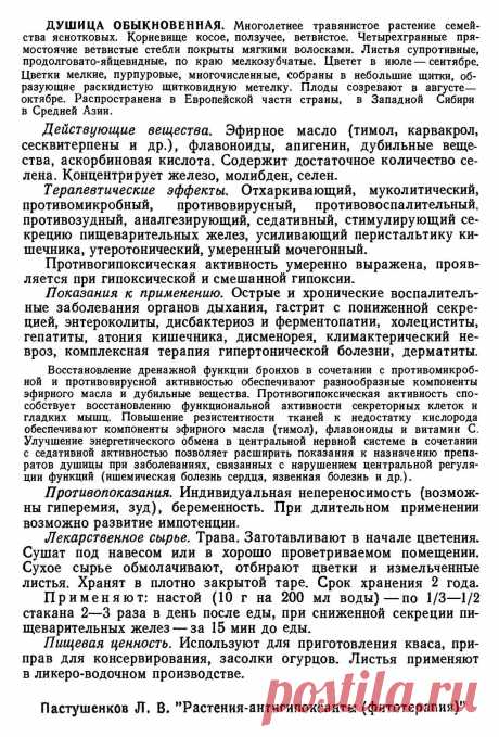 Душица обыкновенная