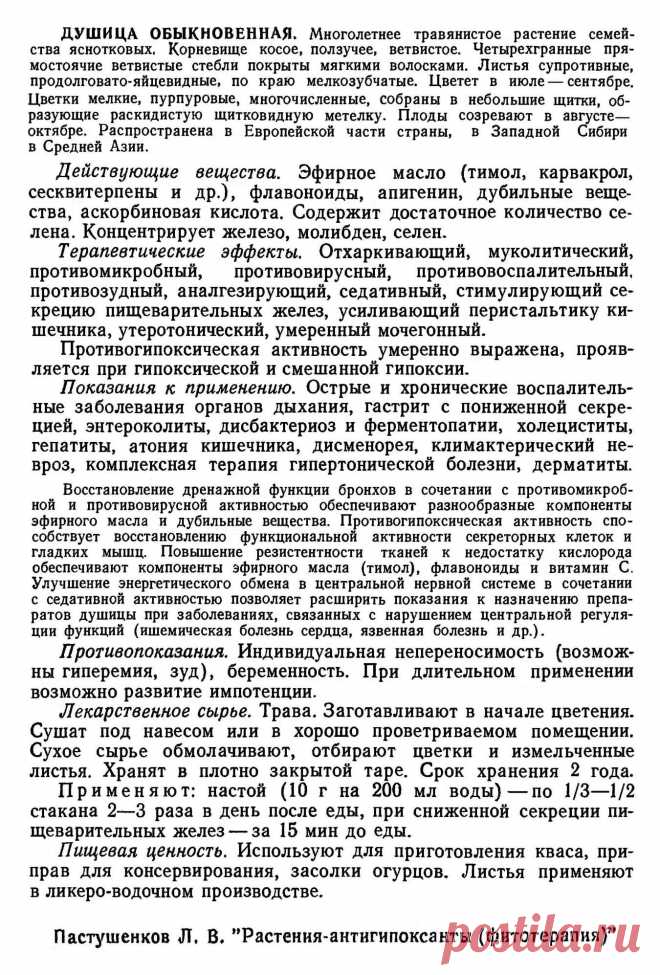 Душица обыкновенная