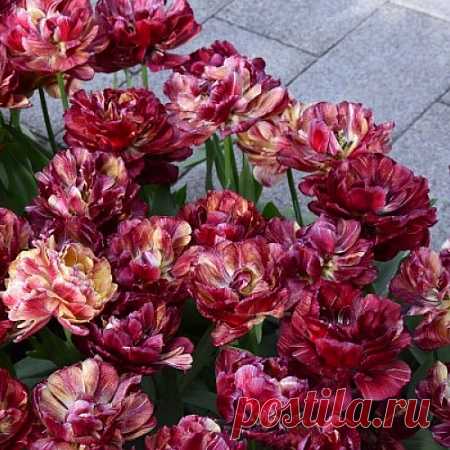 Тюльпаны Ночной дозор
Цена 750 руб, 3 шт
Махровый поздний.
Сорт меняет цвет бутонов во время цветения.
На фотографии представлены все виды расцветок, которые могут присутствовать на кусте одновременно.

Готовый букет — и в вазу на стол, и в подарок!
https://ad.admitad.com/g/z89tomgcez86c3419ba4006e16d0..