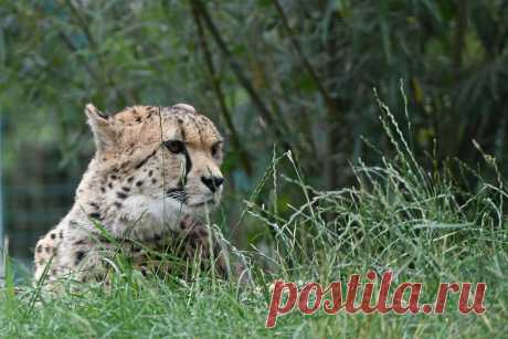 Cheetah Jachtluipaard, Gepard of Cheeta (Acinonyx jubatus) Dierenrijk, Nuenen, The Netherlands Conservation status: Vulnerable