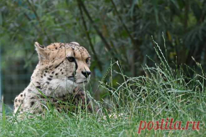 Cheetah Jachtluipaard, Gepard of Cheeta (Acinonyx jubatus) Dierenrijk, Nuenen, The Netherlands Conservation status: Vulnerable