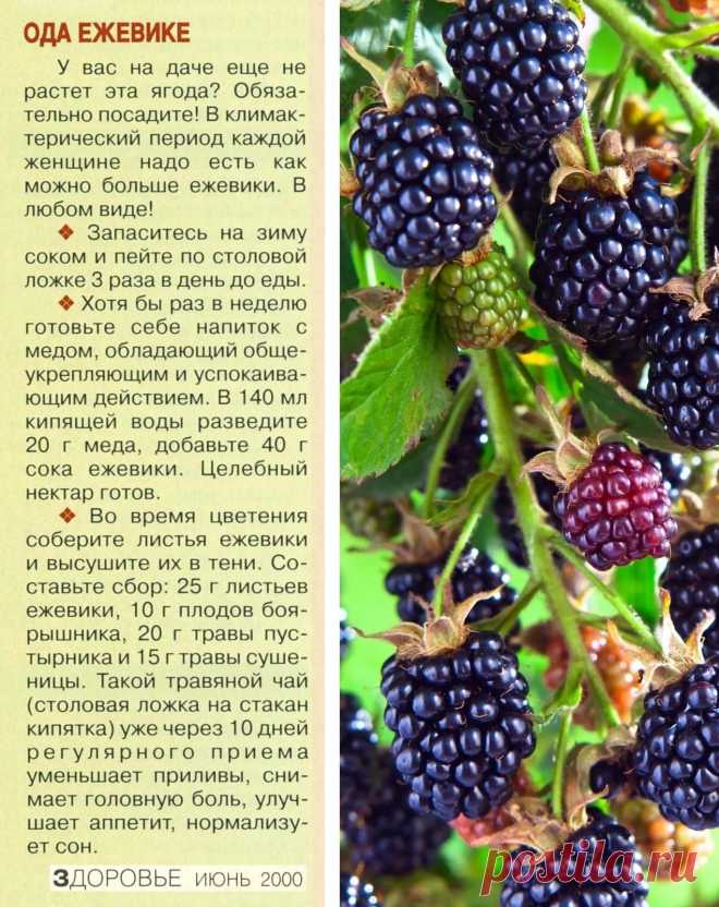 Ода ежевике