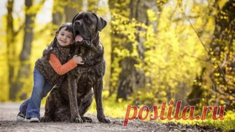 Дог (31 фото)