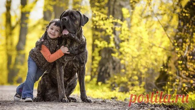 Дог (31 фото)