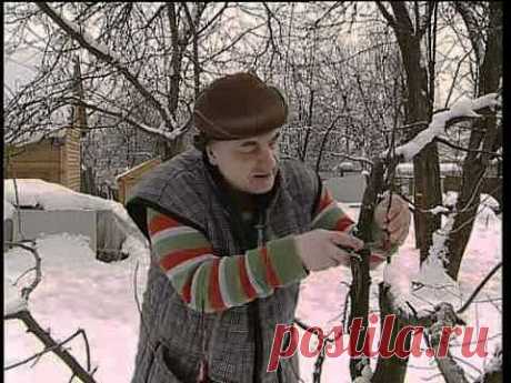 Перепрививка плодовых деревьев | 6 соток