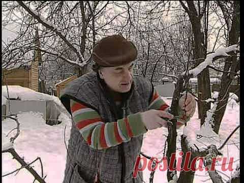Перепрививка плодовых деревьев | 6 соток