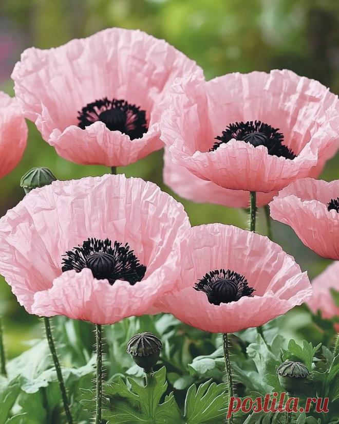 Пин на доске яМАКИ