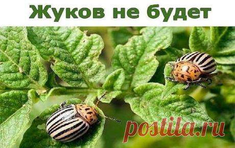 Жуков не будет! Проверено! — Полезные советы