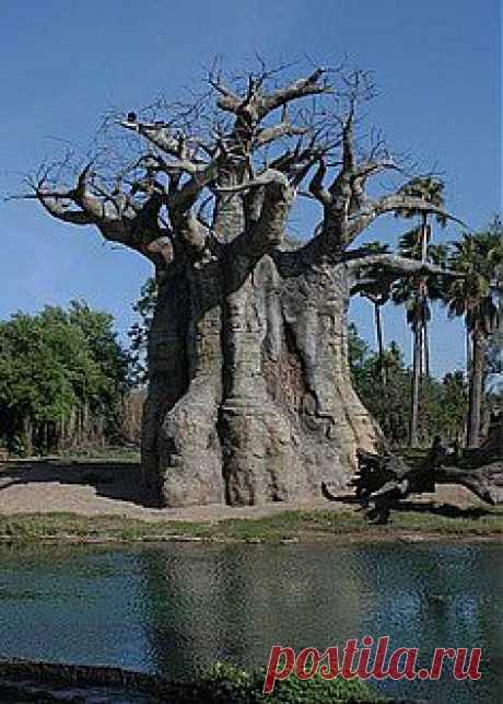 легенда о дереве