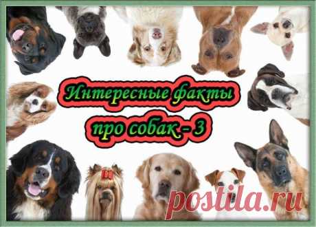 Интересные факты про собак - 3