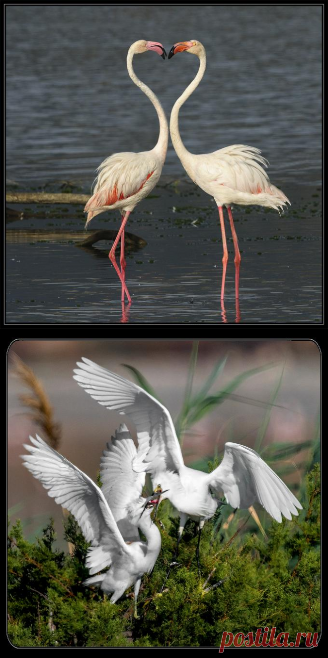 crisponi | photo.net