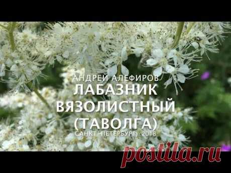Лабазник (таволга) вязолистный. Алефиров А.Н.