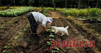 ОБЗОР ХИТРОСТЕЙ САДОВОДА И ОГОРОДНИКА