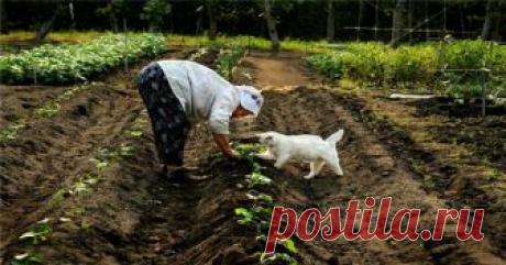 ОБЗОР ХИТРОСТЕЙ САДОВОДА И ОГОРОДНИКА