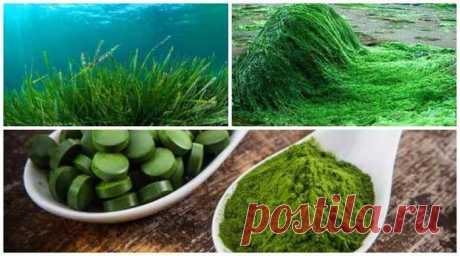 Спирулина, что это, её полезные свойства и противопоказания