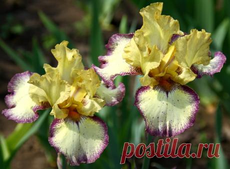 Ирис - имя небесных радуг!