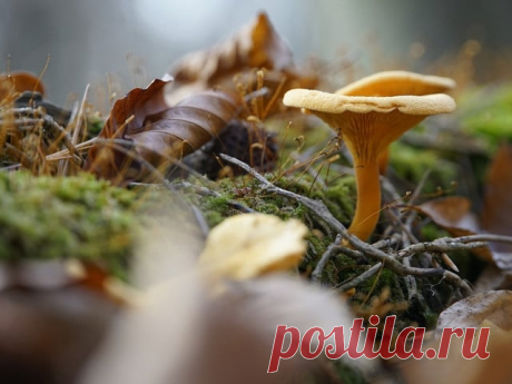 Pfifferling-Pfanne: Rezept mit buntem Gemüse | Utopias Rezeptwelt