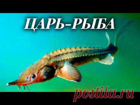 Царь-рыба. Уникальные технологии разведения осетровых