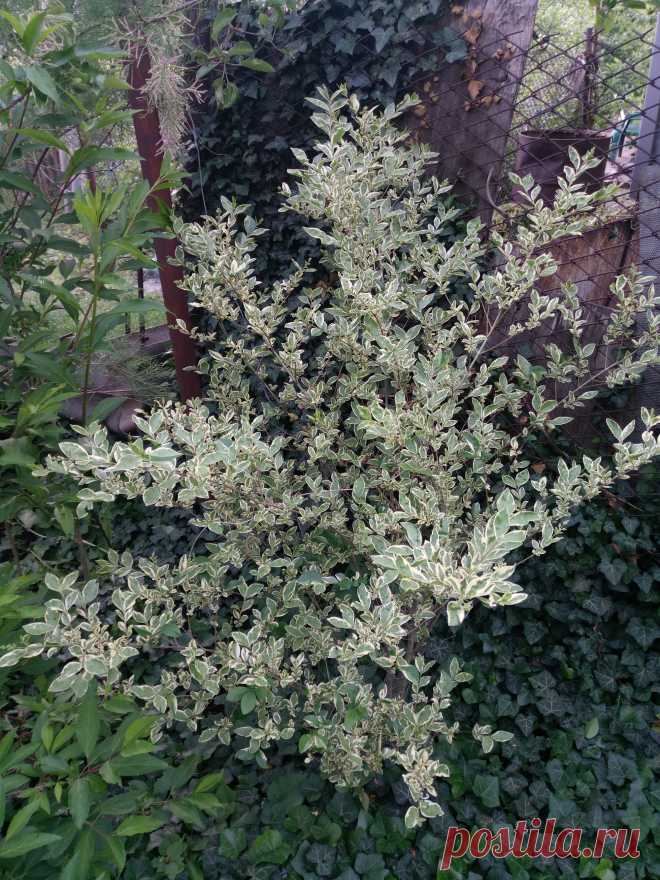 Бирючина овальнолистная серебристая "Аргентеум Вариегата" (Ligustrum ovalifolium "Argenteum Variegata")