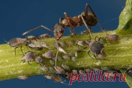 КАК ИЗБАВИТЬСЯ ОТ ТЛИ

Для уничтожения тли можно использовать луковицы репчатого лука. Луковицы пропускают через мясорубку, 1 стакан полученной массы разводят в 10 л воды, добавляют 1 столовую ложку кальцинированной соды и этим раствором опрыскивают поврежденные растения. 

Последнее опрыскивание нужно производить не позднее, чем за 20 - 25 дней до съема плодов (в стадии развития 2 - 4 листьев). Следите, чтобы раствором смачивалось все растение - листья и стебли.