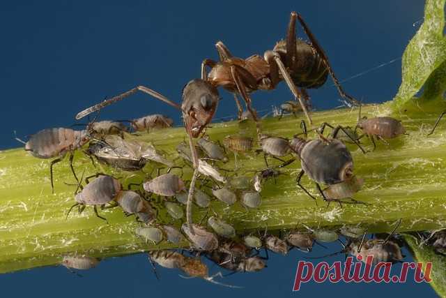 КАК ИЗБАВИТЬСЯ ОТ ТЛИ

Для уничтожения тли можно использовать луковицы репчатого лука. Луковицы пропускают через мясорубку, 1 стакан полученной массы разводят в 10 л воды, добавляют 1 столовую ложку кальцинированной соды и этим раствором опрыскивают поврежденные растения. 

Последнее опрыскивание нужно производить не позднее, чем за 20 - 25 дней до съема плодов (в стадии развития 2 - 4 листьев). Следите, чтобы раствором смачивалось все растение - листья и стебли.