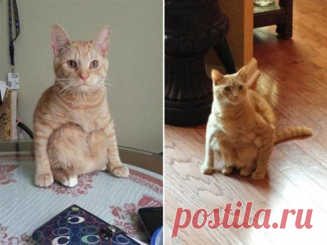 Смешные кошки, которые разучились сидеть по-кошачьи (17 фото)
