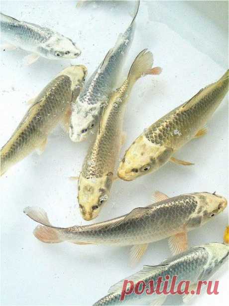 Gold and Silver Koi | Fish - Aquarium/Ponds