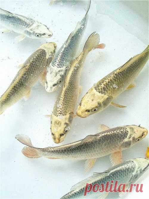 Gold and Silver Koi | Fish - Aquarium/Ponds