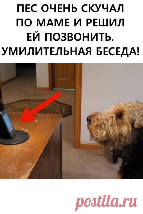 Пес очень скучал по маме, и решил ей позвонить. Умилительная беседа!