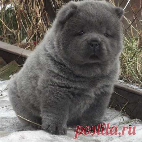 КРАСАВЕЦ