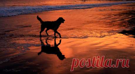 Dark Star My Golden Retriever named Star. She is one of my favorite subjects to photograph. Avila Dog Beach.