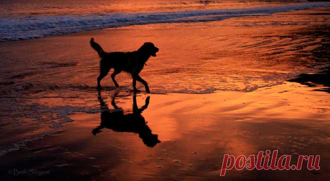 Dark Star My Golden Retriever named Star. She is one of my favorite subjects to photograph. Avila Dog Beach.