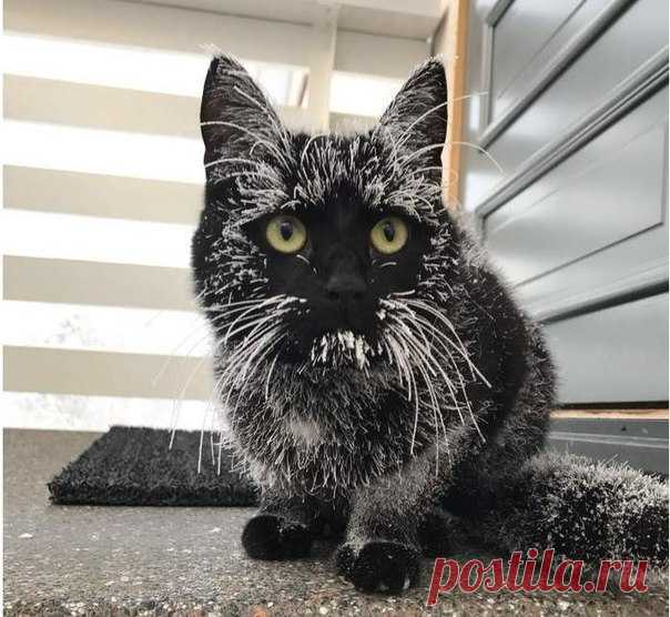 - Дорогая, ты впустила вчера кота? 
- Нет, я думала ты впустил...