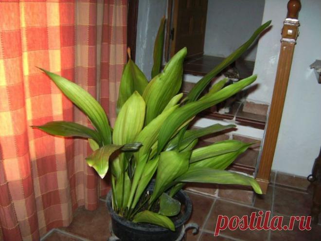 Какие растения можно поставить в прихожей - Сад на подоконнике