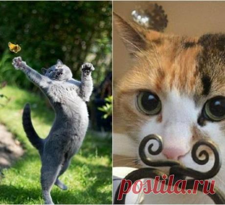 Фотографии котов, сделанных в самый подходящий момент