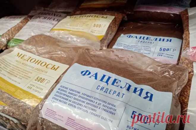 От этих 2 сидератов лучше отказаться: сомнительная польза. Рапс сильно истощает почву при частом использовании.
