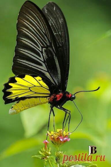 Planeta terra e seus habitantes