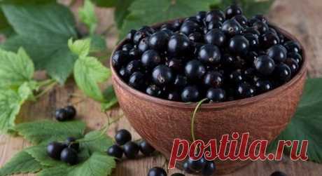 Как обычный кофе может помочь получить богатый урожай смородины: все элементарно и просто Кофе, как удобрение для смородины