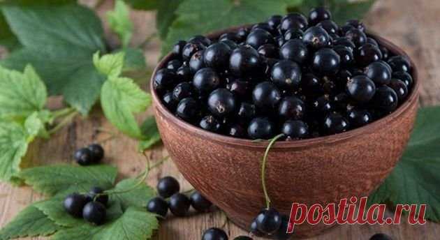 Как обычный кофе может помочь получить богатый урожай смородины: все элементарно и просто Кофе, как удобрение для смородины