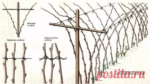 Одноклассники