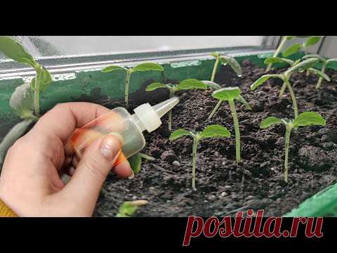 КАПАЙТЕ ЭТО В РАССАДУ! ТОЛСТАЯ И УРОЖАЙНАЯ РАССАДА ЛЕГКО И ПРОСТО!