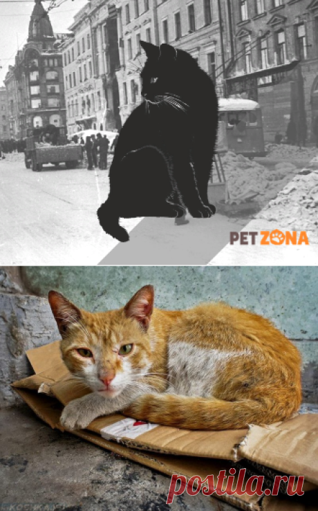 Как коты на войне воевали | PetZona.Ru | Яндекс Дзен