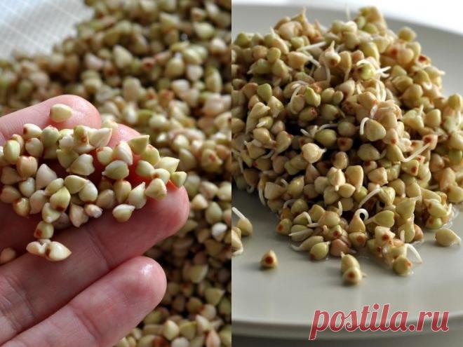 Как прорастить зеленую гречку